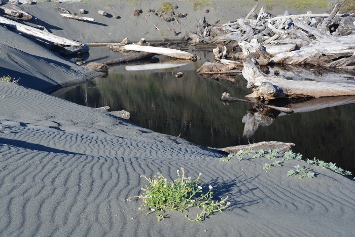 beach scene with driftwood